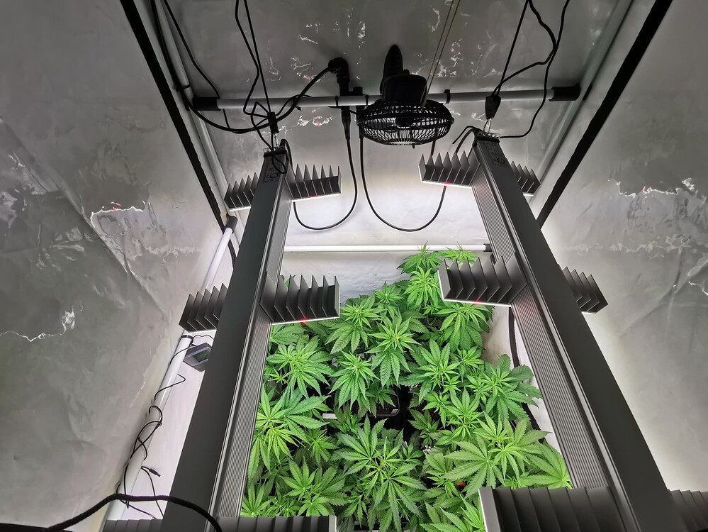 Growreport Bild 4