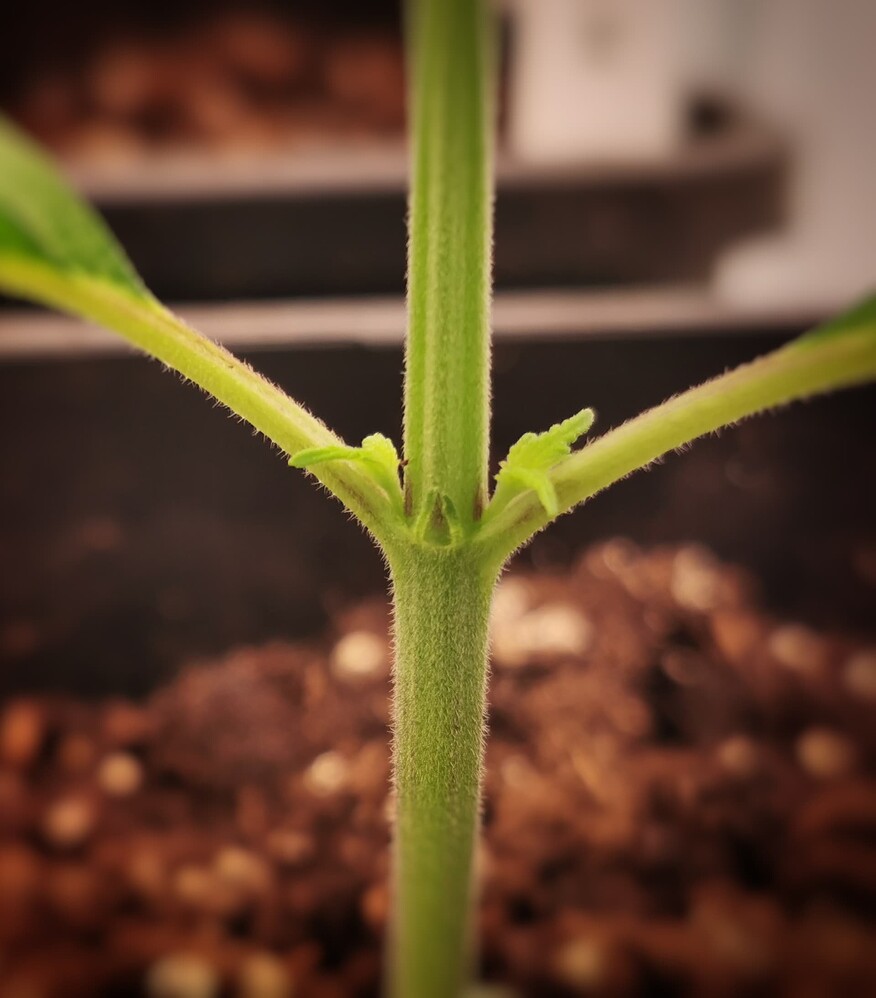 Nahaufnahme des Stammes einer jungen Cannabispflanze, an dem sich in den Blattachsen neue Triebe entwickeln.