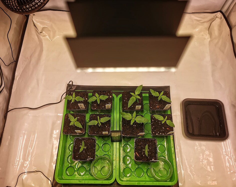 Draufsicht auf acht junge Cannabissämlinge in kleinen Töpfen auf grünen Untersetzern in einem Growzelt.