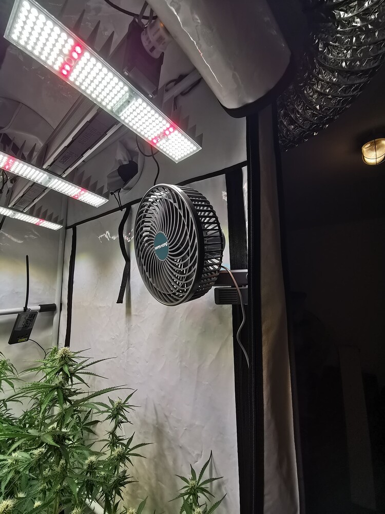 Blick in ein Growzelt mit einer Sanlight LED-Beleuchtung, einem Mars Hydro Ventilator und einer Cannabis-Pflanze in der Blütephase.