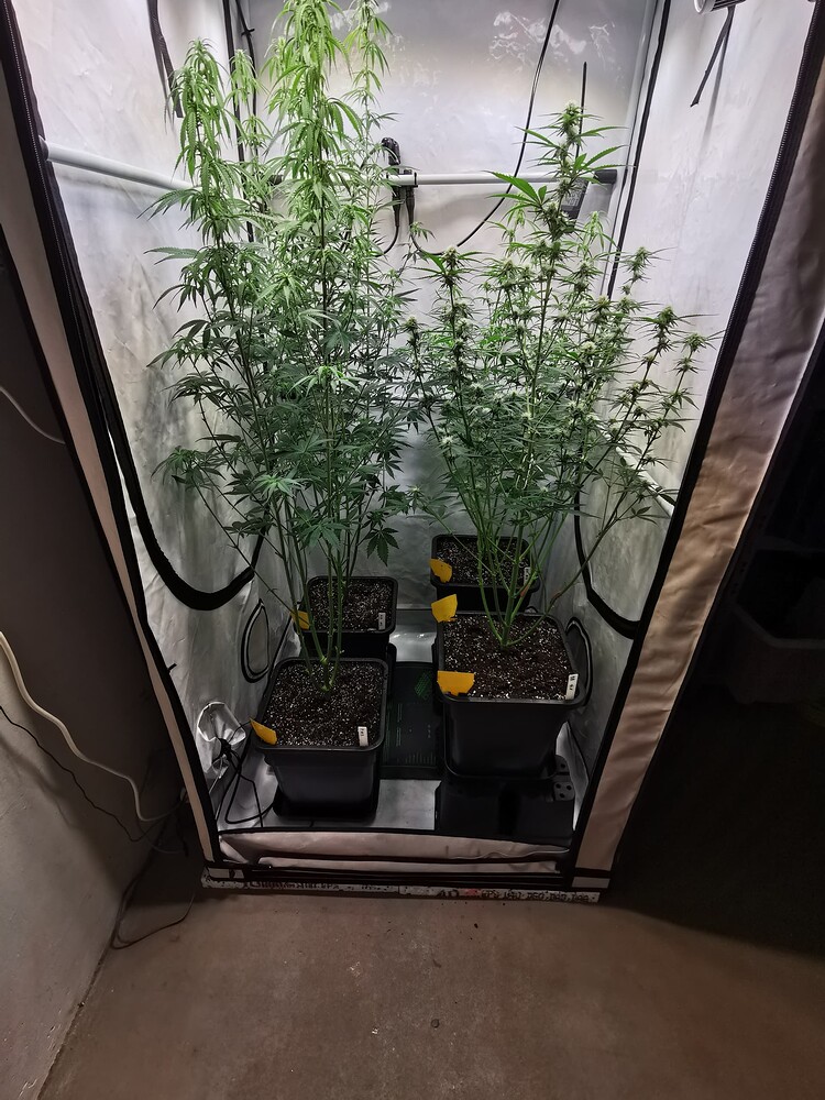 Vier Cannabis-Pflanzen in einem Growzelt, die sich in der Blütephase befinden.