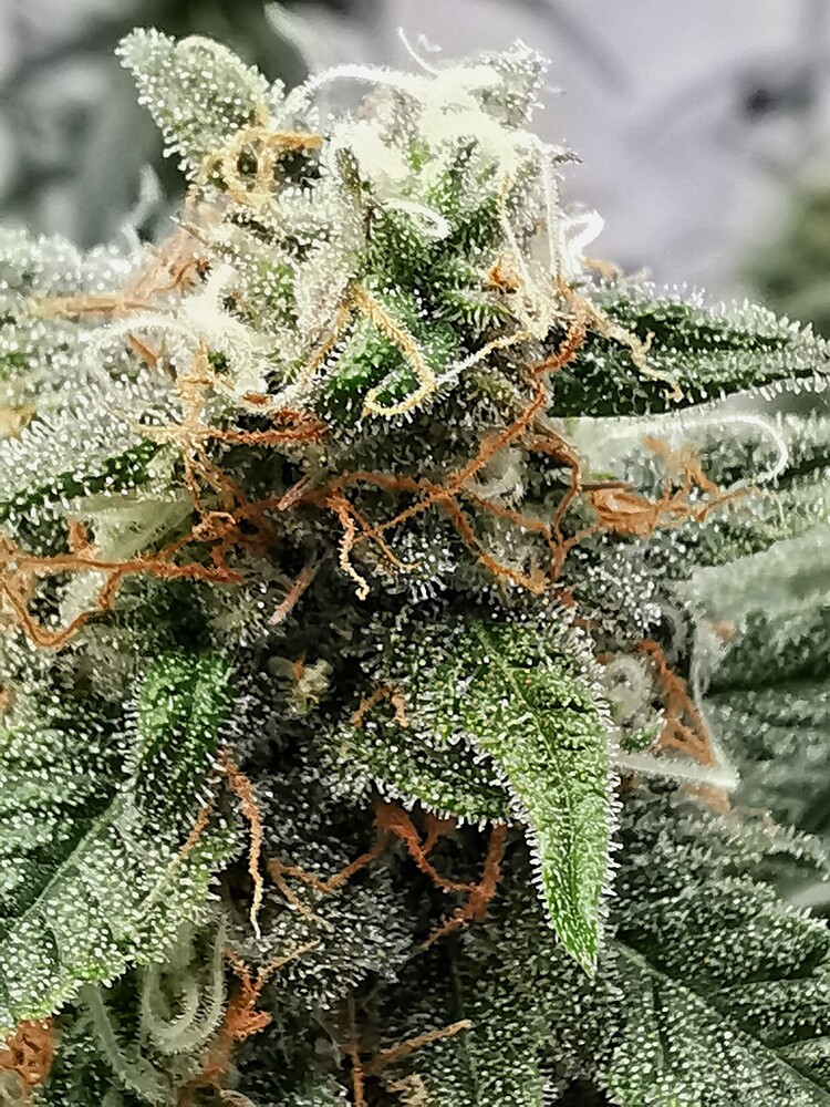 Nahaufnahme eines stark mit Trichomen bedeckten Cannabis-Buds kurz vor der Ernte.