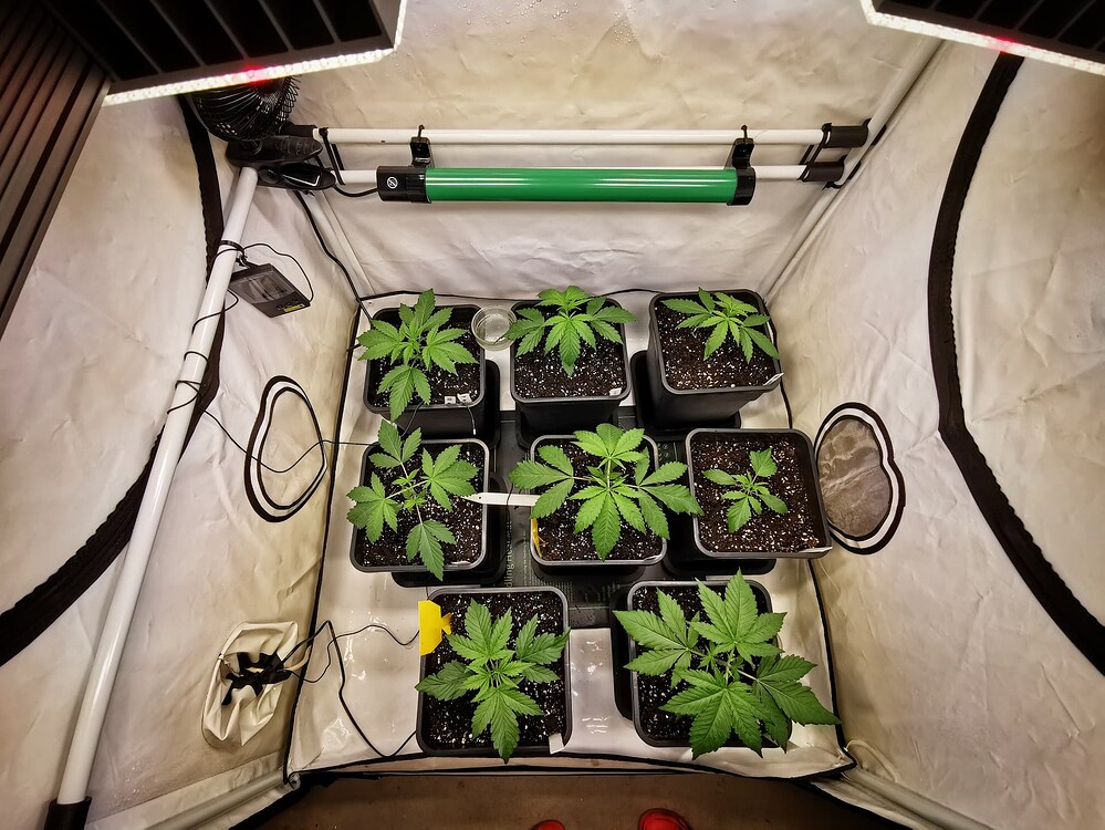 Growreport Bild 8