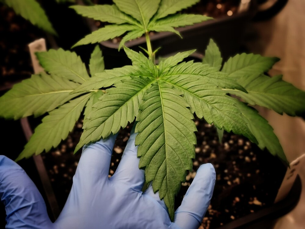 Growreport Bild 11