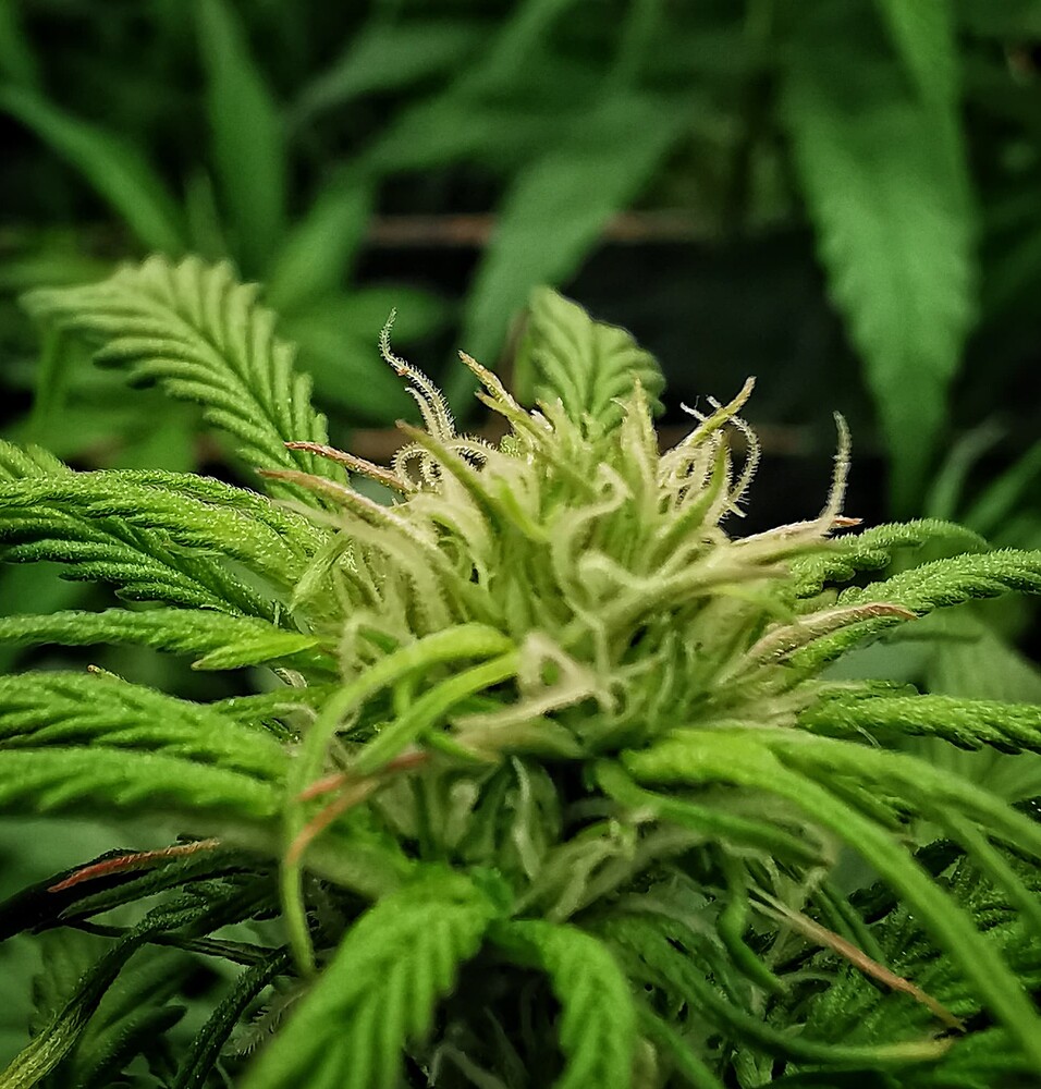 Nahaufnahme eines jungen Cannabis-Buds in der frühen Blütephase mit deutlich sichtbaren weißen Stigmen.