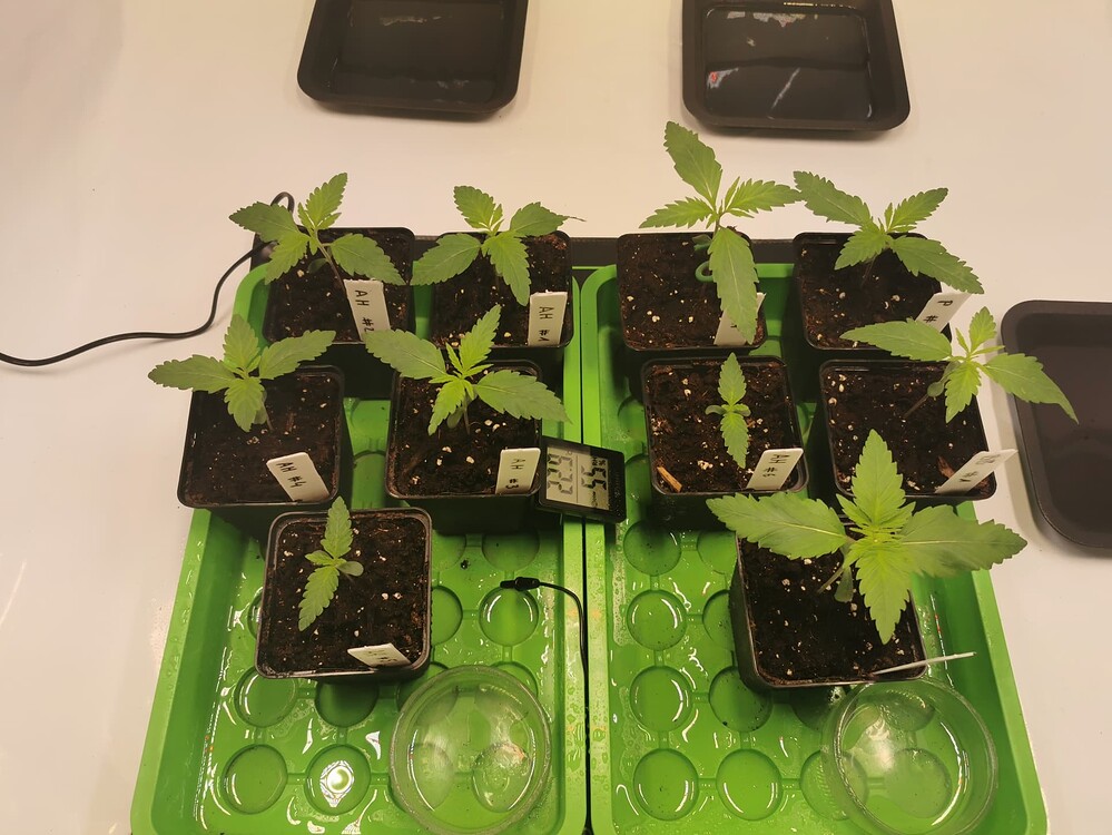 Mehrere junge Cannabis-Sämlinge in kleinen schwarzen Töpfen auf grünen Untersetzern, beschriftet mit AH-Nummern.