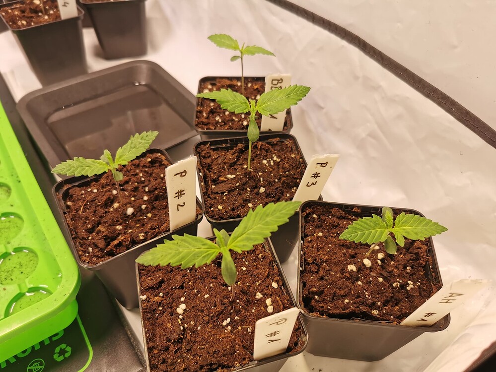 Fünf junge Cannabissämlinge in kleinen schwarzen Töpfen mit Beschriftungsschildern in einem Growzelt.
