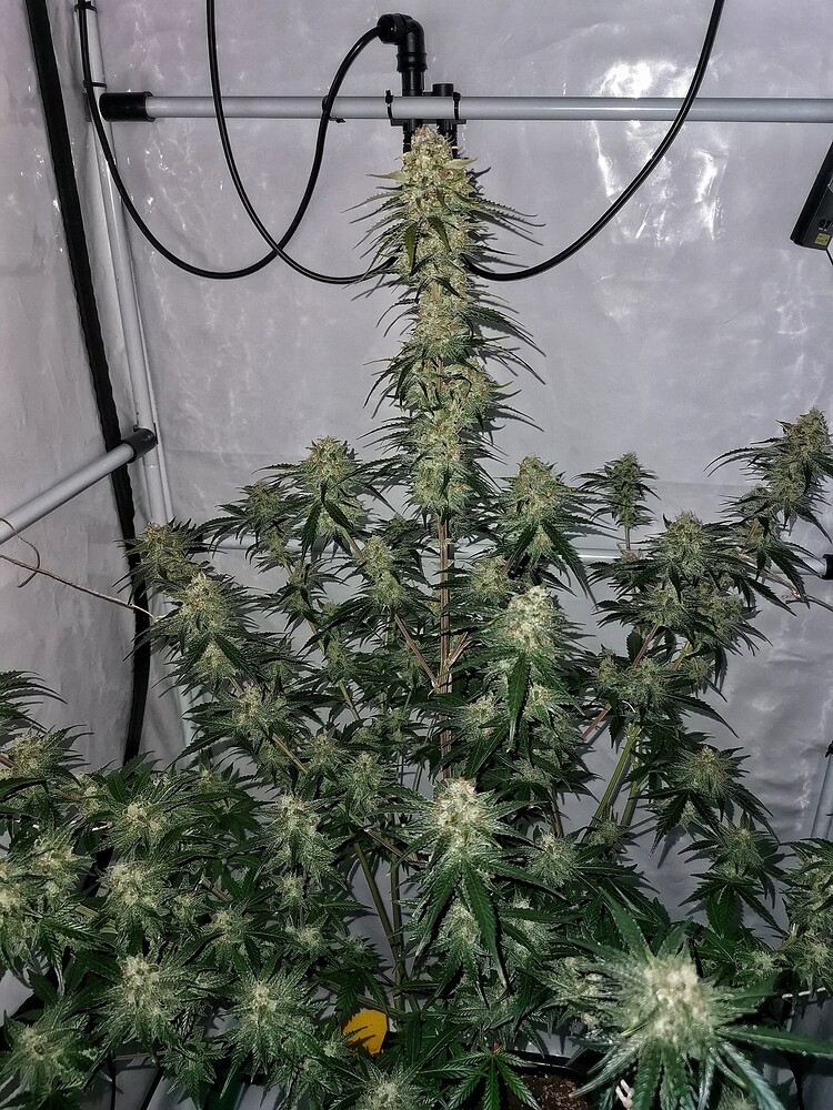 Eine blühende Cannabispflanze in einem Growzelt mit einem markanten Haupt-Bud und vielen Seitentrieben.