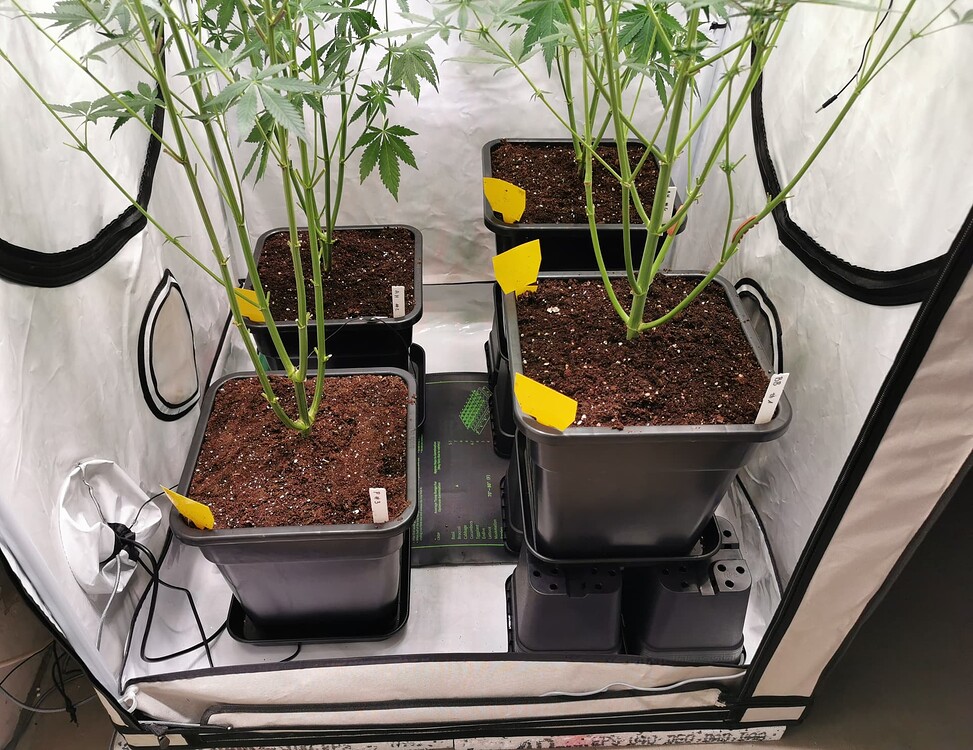 Vier Cannabis-Pflanzen in schwarzen Töpfen in einem Growzelt, mit gelben Klebetafeln zur Schädlingsbekämpfung.