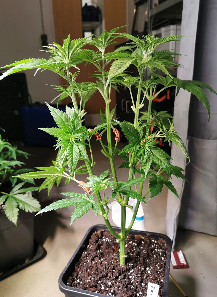 Growreport Bild 1