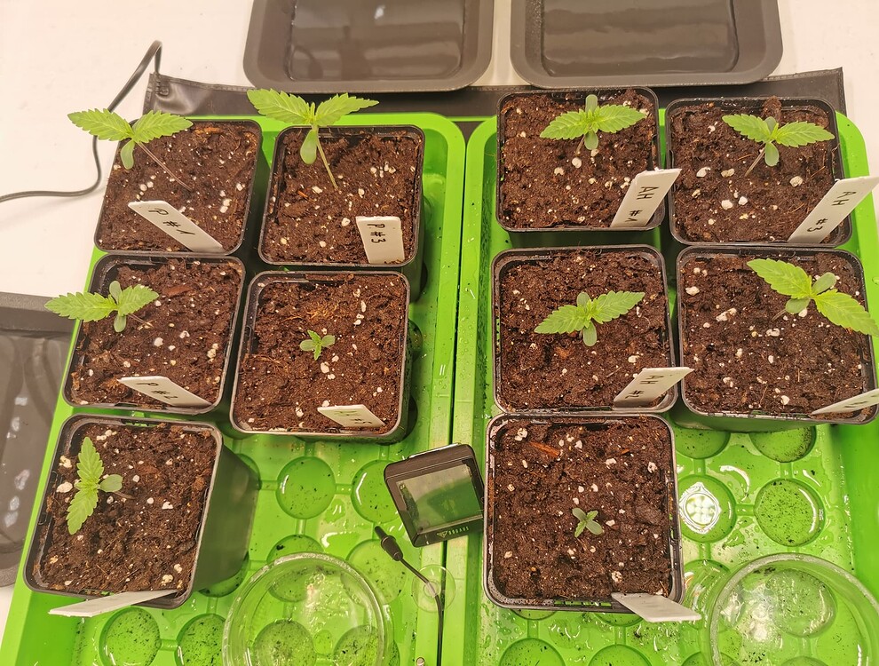 Draufsicht auf mehrere Cannabis-Sämlinge in kleinen quadratischen Töpfen auf grünen Untersetzern, beschriftet mit P# und AH#.