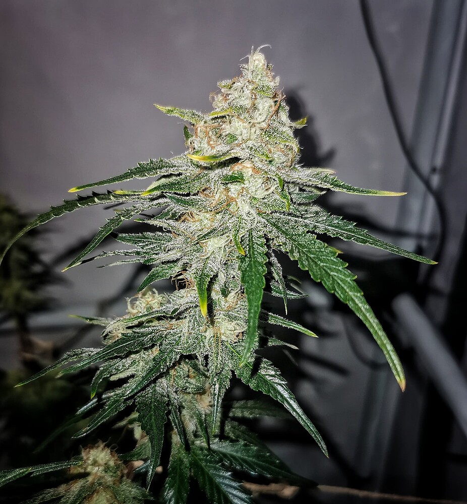 Nahaufnahme eines stark mit Trichomen bedeckten Cannabis-Buds in der späten Blütephase.