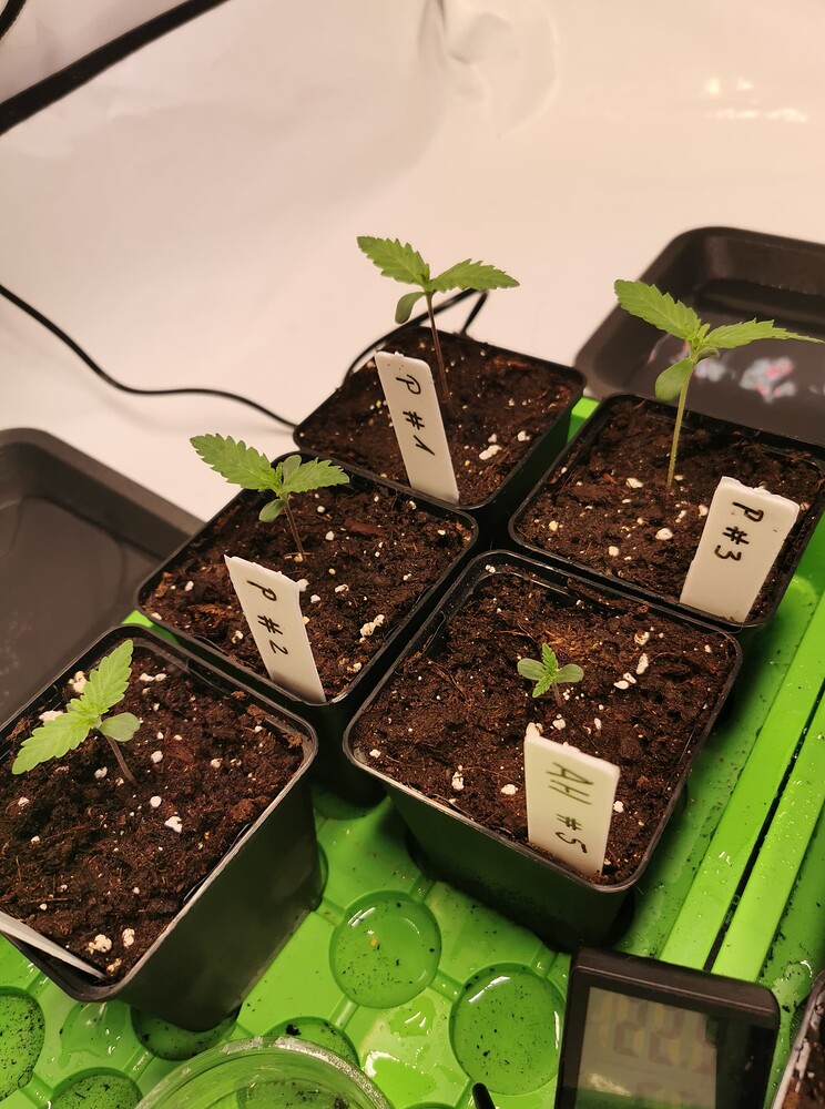 Fünf junge Cannabissämlinge in kleinen schwarzen Anzuchttöpfen auf einem grünen Tablett, beschriftet mit P#1, P#2, P#3 und AH#5.