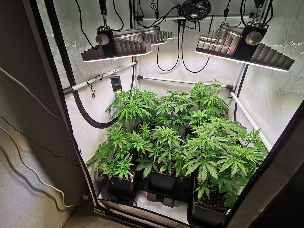 Growreport Bild 3