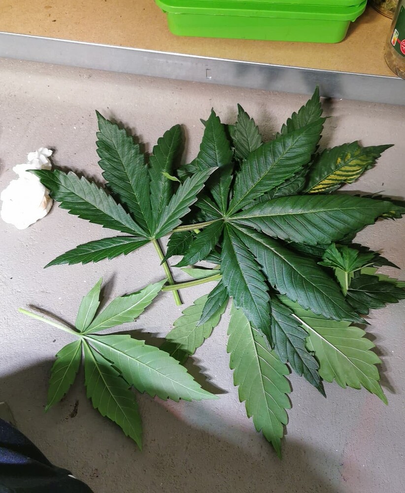Growreport Bild 10