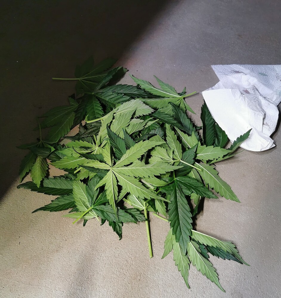 Growreport Bild 2