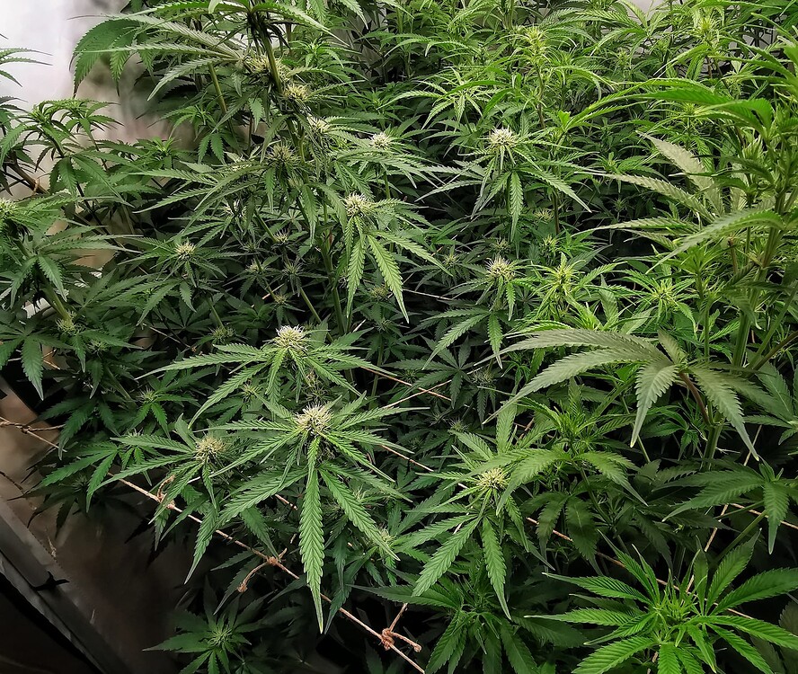 Draufsicht auf mehrere Cannabis-Pflanzen in einem Grow-Zelt während der frühen Blütephase, unterstützt durch ein Scrog-Netz.