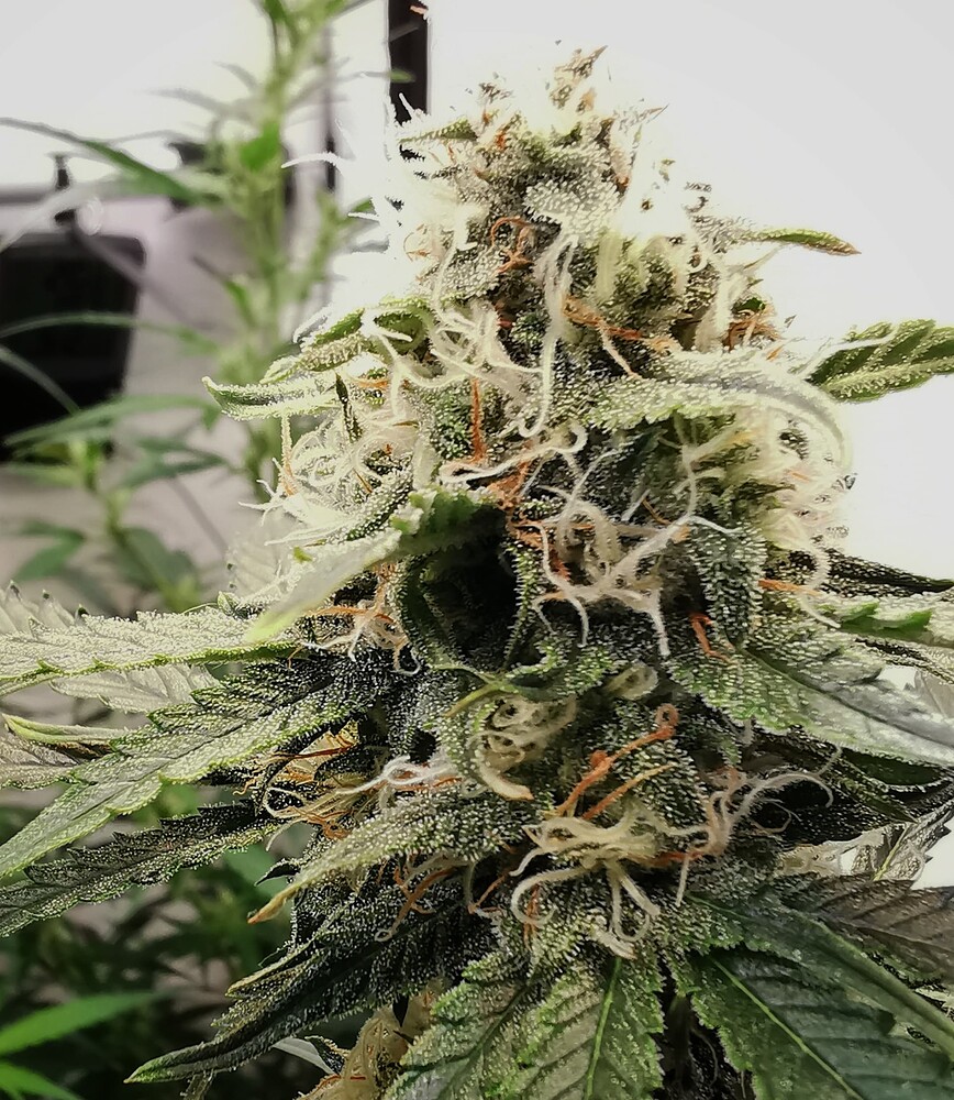 Nahaufnahme eines Cannabis-Buds in der Blütephase mit sichtbaren Trichomen und Stigmen.