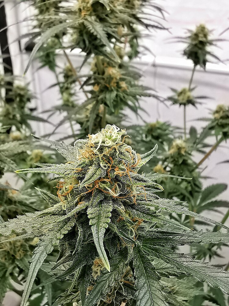 Nahaufnahme eines harzigen Cannabis-Buds einer Blueberry-Pflanze in der späten Blütephase.
