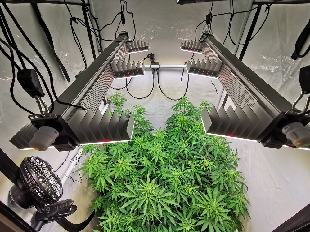 Blick von oben in ein Growzelt mit zwei LED-Leuchten und mehreren Cannabis-Pflanzen.