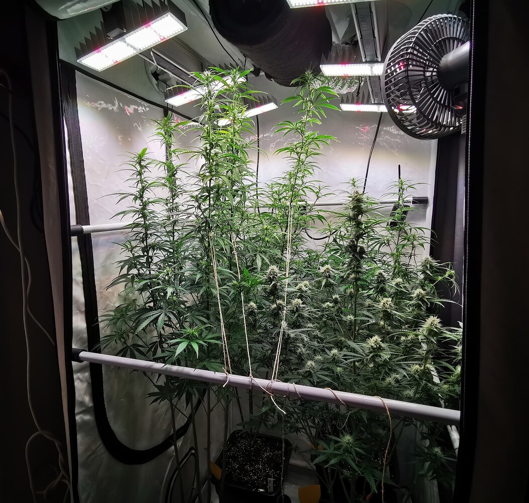 Blick in ein Growzelt mit mehreren Cannabis-Pflanzen in der Blütephase, die mit Schnüren trainiert werden.