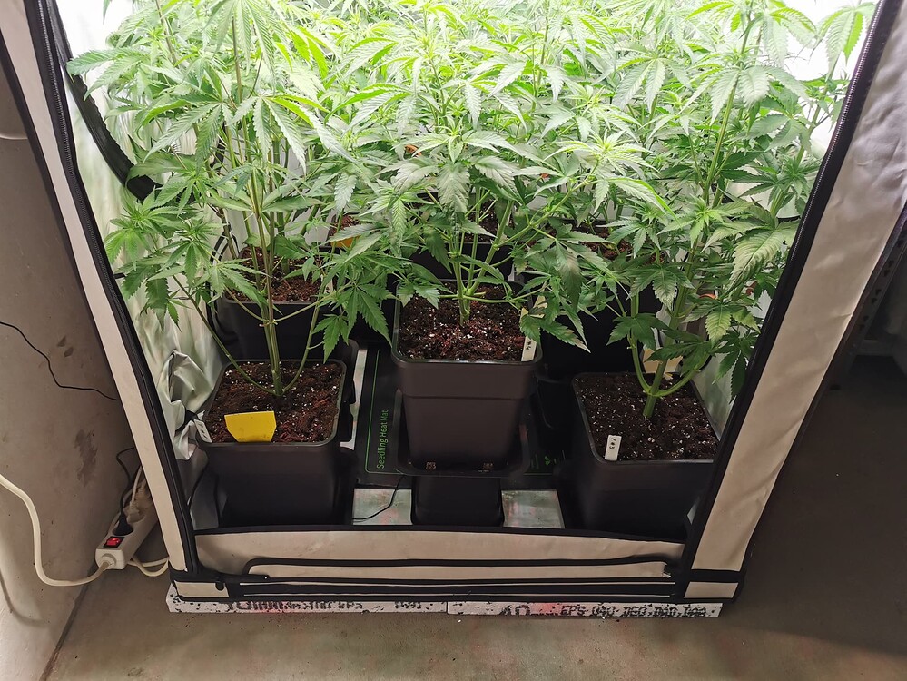Growreport Bild 2