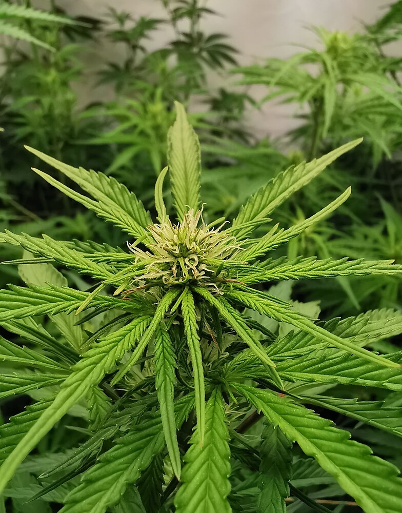 Nahaufnahme einer Cannabis-Pflanze in der frühen Blütephase mit sichtbaren Stigmen.