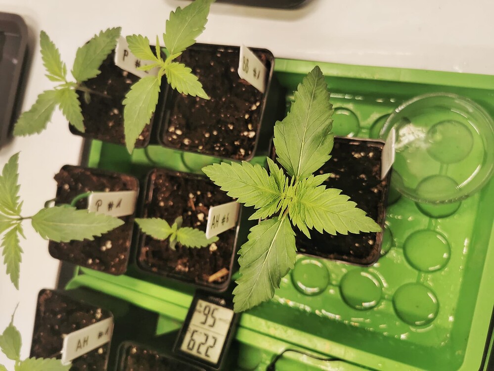 Sechs junge Cannabis-Sämlinge in kleinen Töpfen auf einem grünen Untersetzer, beschriftet mit Sortenkürzeln wie P, BB und AH, dazu ein digitales Hygrometer.
