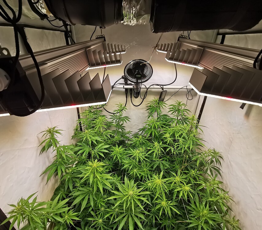 Blick in ein Growzelt mit mehreren Cannabispflanzen in der frühen Blütephase, beleuchtet von zwei LED-Panels.