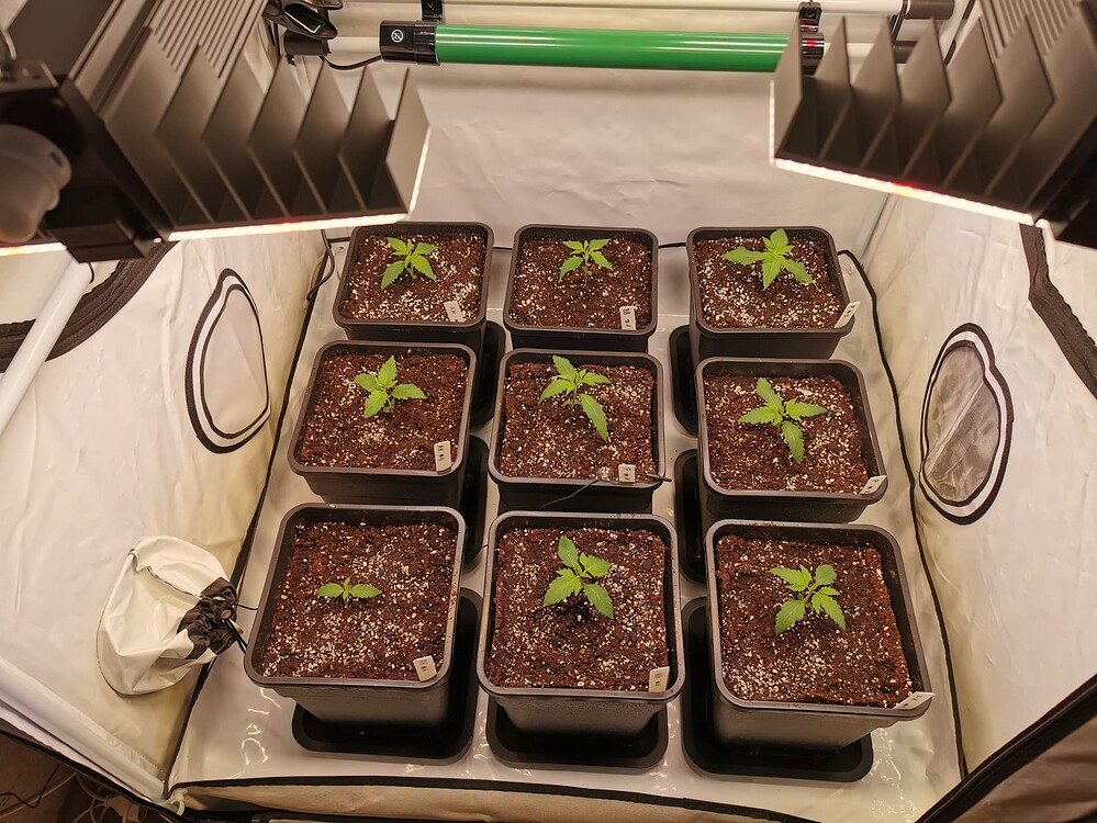 Acht junge Cannabispflanzen in quadratischen Töpfen in einem Growzelt unter zwei Sanlight-LED-Lampen.