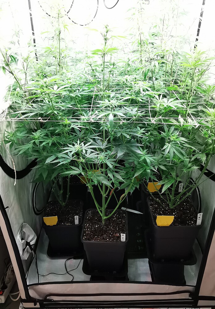 Vier Cannabis-Pflanzen in einem Growzelt, die durch ein Scrog-Netz wachsen.