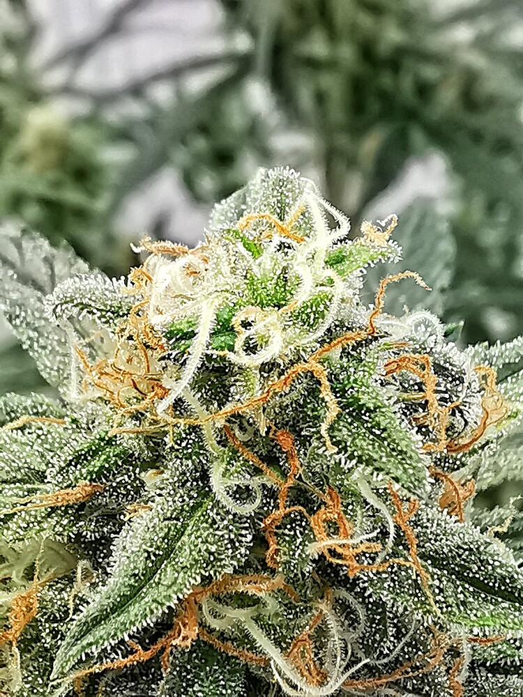 Nahaufnahme eines Cannabis-Buds in der späten Blütephase mit sichtbaren Trichomen und orangefarbenen Stigmen.