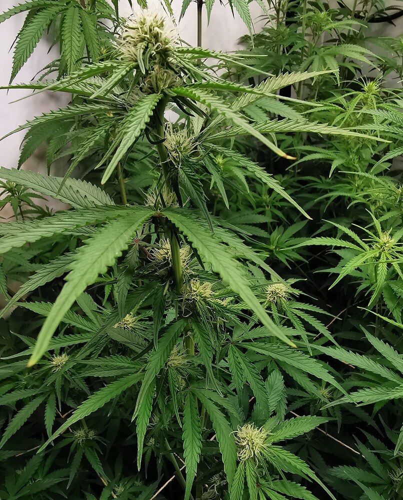 Nahaufnahme einer Cannabis-Pflanze in der frühen Blütephase mit sichtbaren Blütenansätzen und Stigmen.