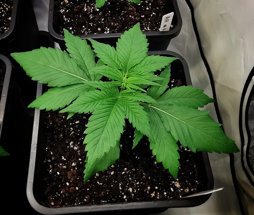 Eine junge Papaya Zoap Cannabispflanze in einem quadratischen Topf in einem Growzelt.