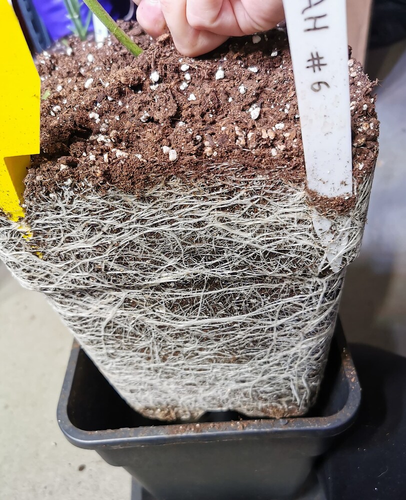 Nahaufnahme eines stark durchwurzelten Cannabis-Wurzelballens, der aus einem quadratischen Topf gehoben wurde, mit einem Pflanzenstecker 'AH #6'.