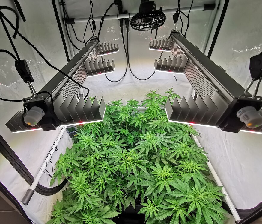 Growreport Bild 5