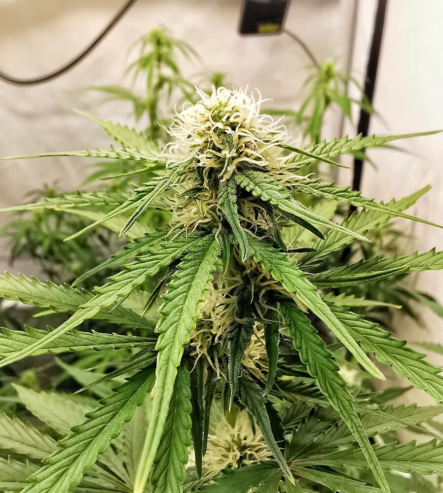 Nahaufnahme einer blühenden Cannabis-Pflanze mit ausgeprägten weißen Blütenstempeln.