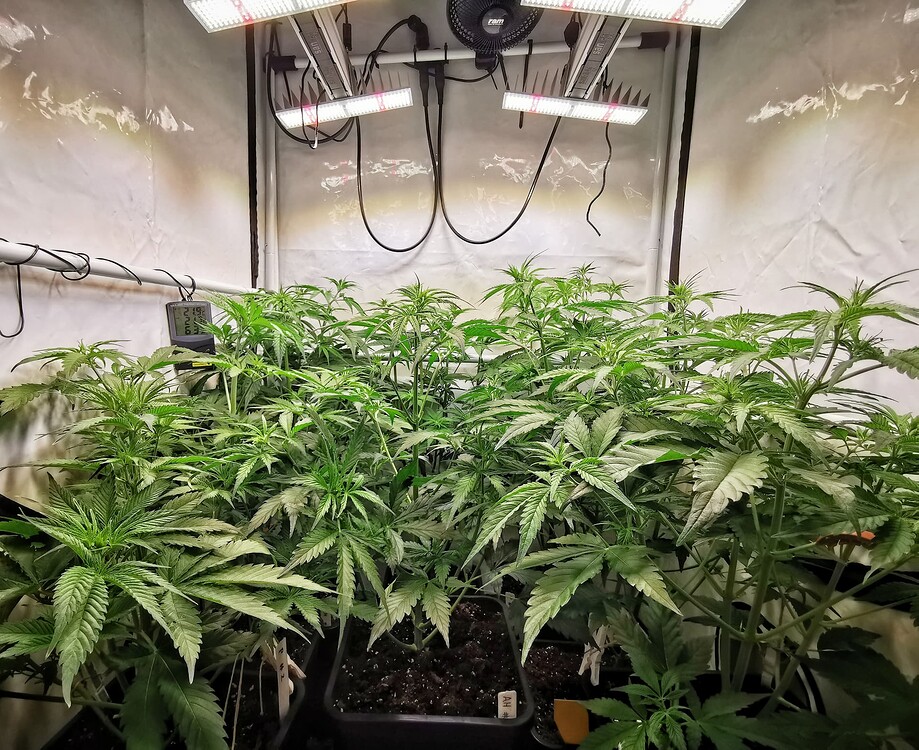Growreport Bild 6