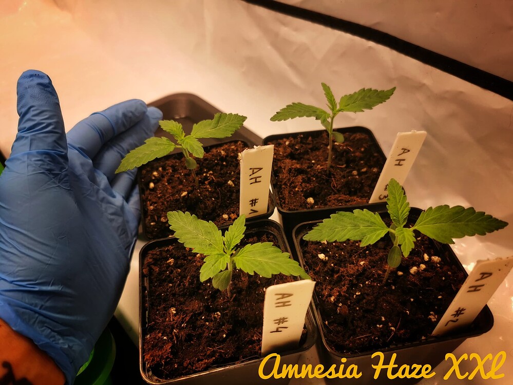 Vier junge Cannabis-Sämlinge in kleinen schwarzen Töpfen, beschriftet mit AH #1 bis AH #4, neben einer Hand in einem blauen Handschuh.