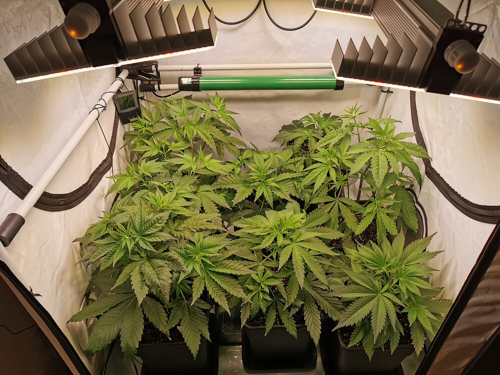 Growreport Bild 6