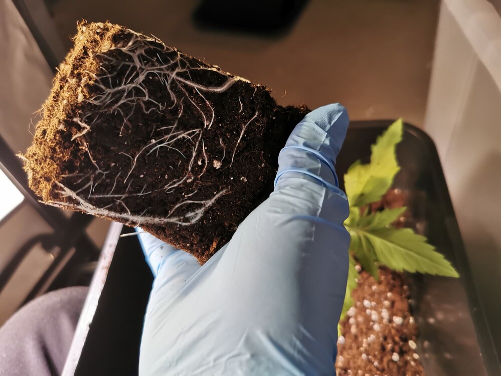 Eine Hand in einem blauen Einweghandschuh hält einen Wurzelballen einer jungen Cannabispflanze, während im Hintergrund eine weitere Pflanze in einem Topf zu sehen ist.