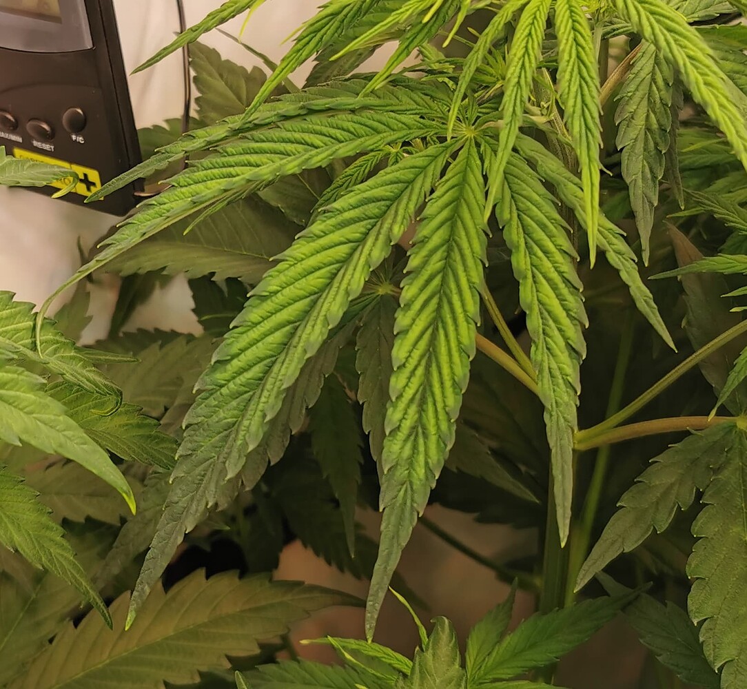Growreport Bild 9