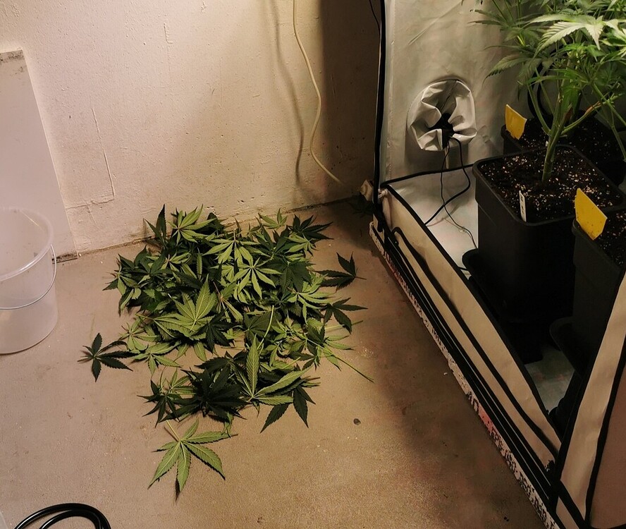 Ein Haufen abgeschnittener Cannabis-Blätter liegt auf dem Boden vor einem Growzelt, in dem zwei Cannabis-Pflanzen in Töpfen stehen.