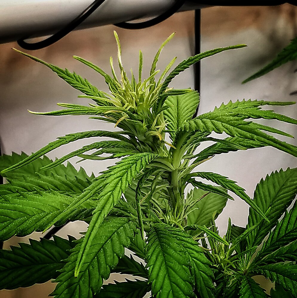 Growreport Bild 9