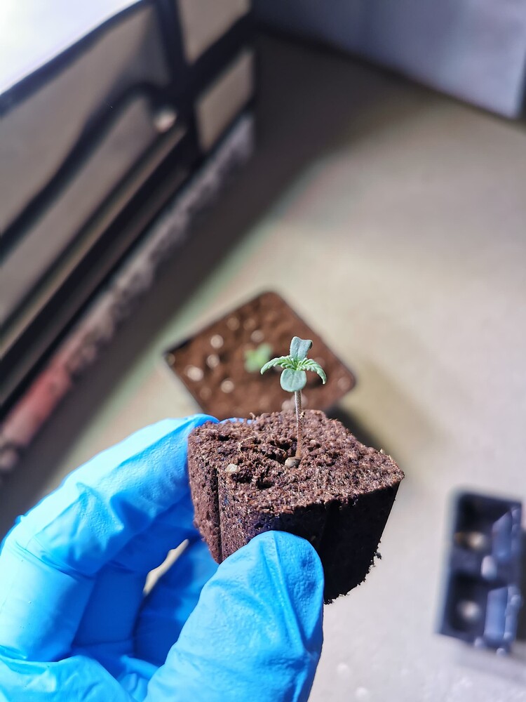 Ein Cannabis-Sämling in einem Easy Plug, gehalten von einer Hand in einem blauen Handschuh, im Hintergrund ein weiterer Sämling in einem Topf.