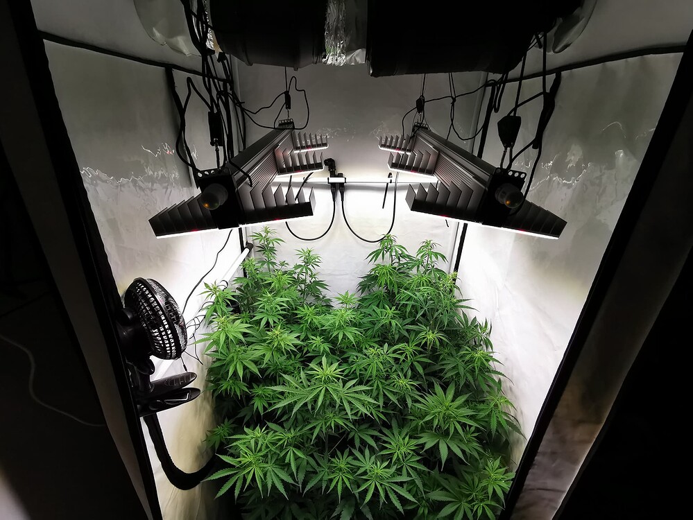 Blick von oben in ein Growzelt mit mehreren Cannabis-Pflanzen unter zwei LED-Lampen.