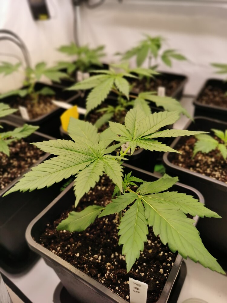 Growreport Bild 12