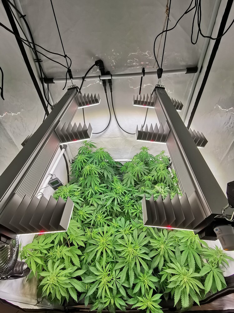 Growreport Bild 3