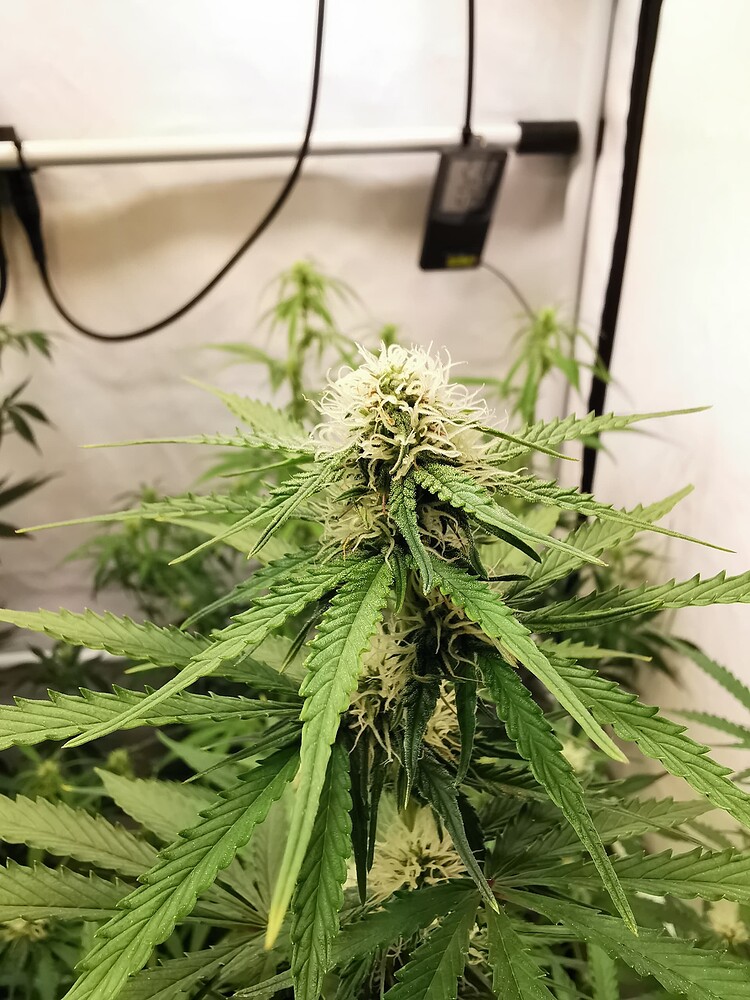 Nahaufnahme eines Cannabis-Buds in der Blütephase in einem Growzelt.