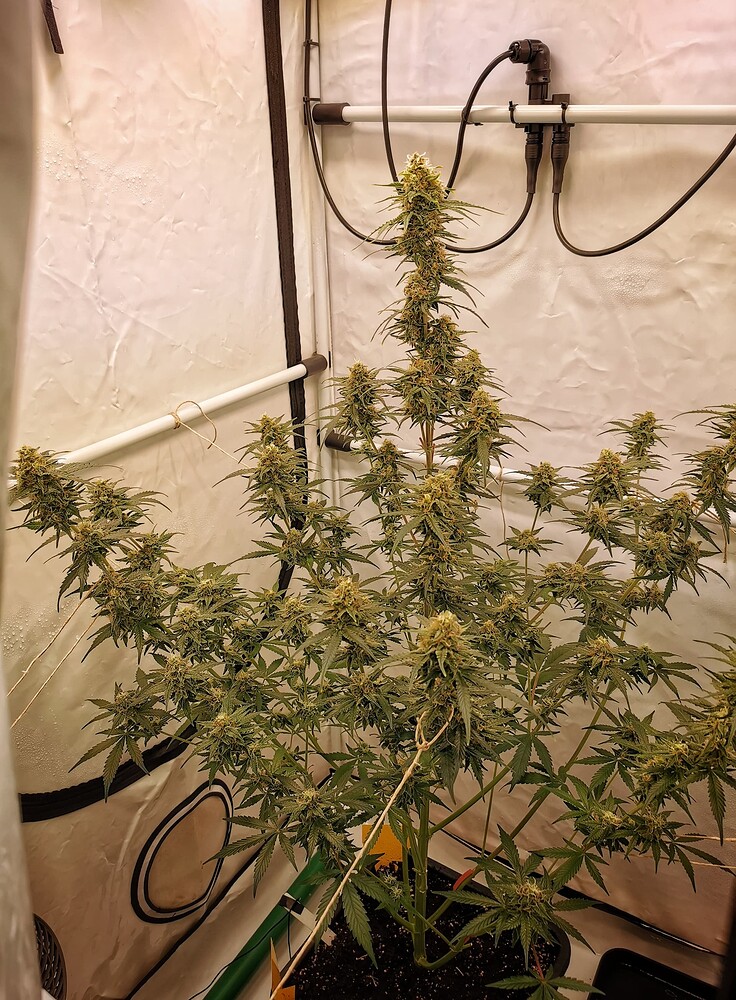 Eine blühende Cannabis-Pflanze in einem Growzelt, die sich in der späten Blütephase befindet.